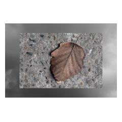 Leaf And Clouds - Tony Vierstra Photography